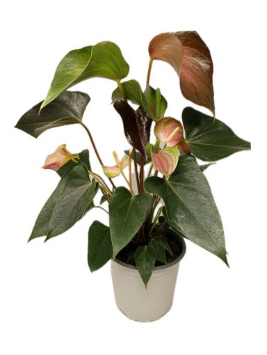 Imagen de PLANTA ANTURIO NOVA CANE COLORES SURTIDOS 1 UND