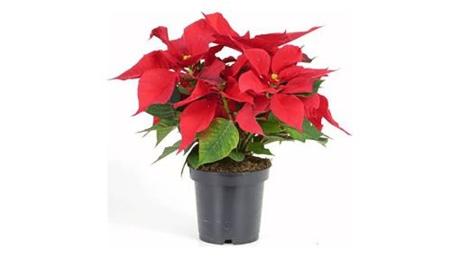 Imagen de PASTORA EL ZAMORANO MEDIANA 17 CM 1.00 UND